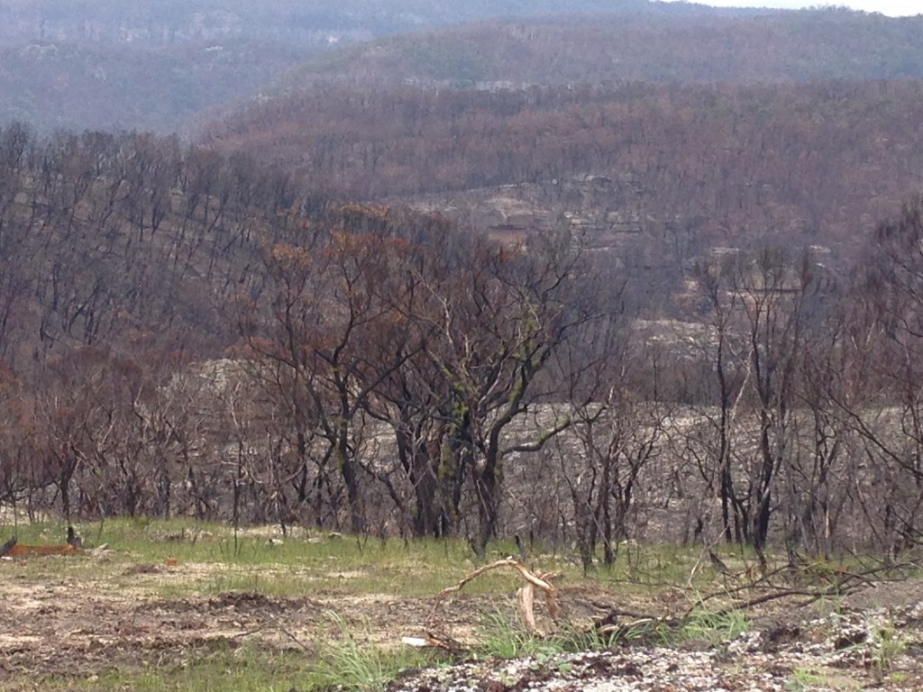 Image of Blue Mountains (Aust), after 2019/2020 Bushfires. Image by A Cahill
