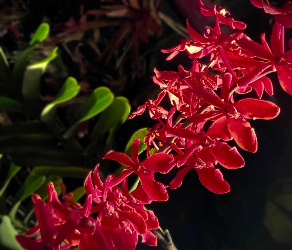 image of red Singapore orchid against dark background