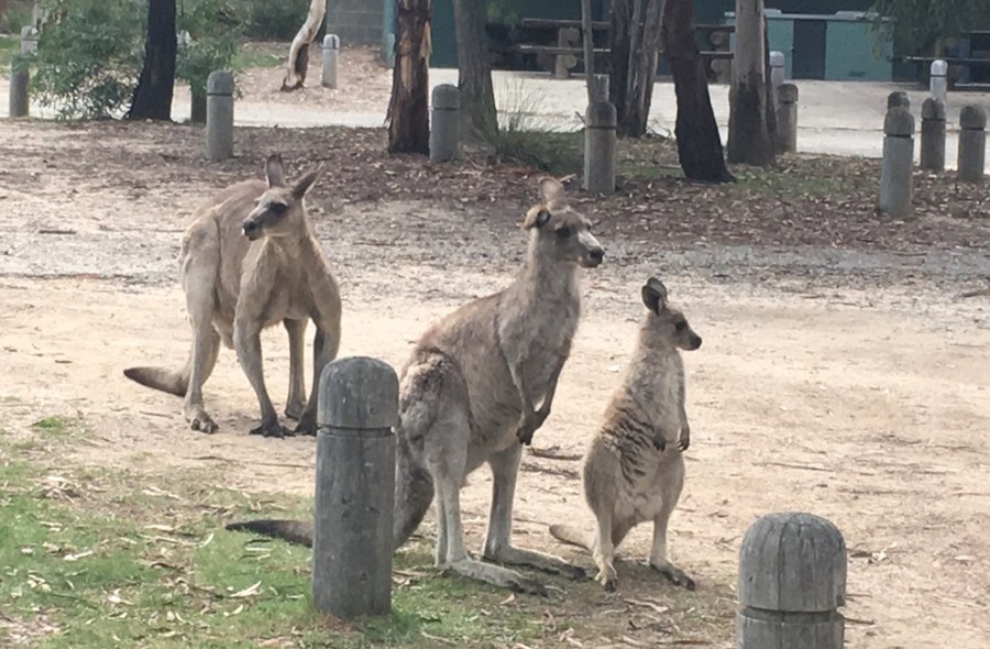 Image of three kangaroos at Honeysuckle Campgrounds, ACT