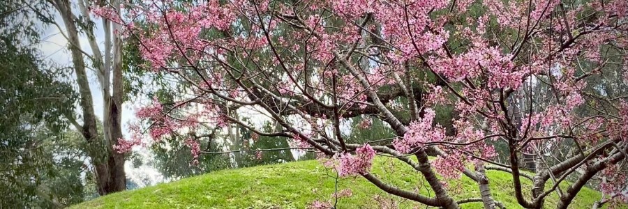 Image of cherry blossom tree on the Sydney Cherry Blossom Trail in Auburn Botanic Gardens