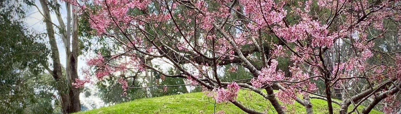 Image of cherry blossom tree on the Sydney Cherry Blossom Trail in Auburn Botanic Gardens