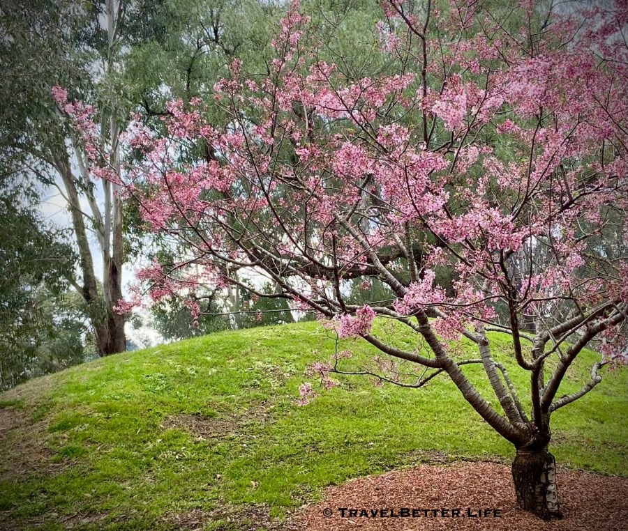 Sydney’s Cherry Blossom Festival is Ready to&nbsp;Bloom