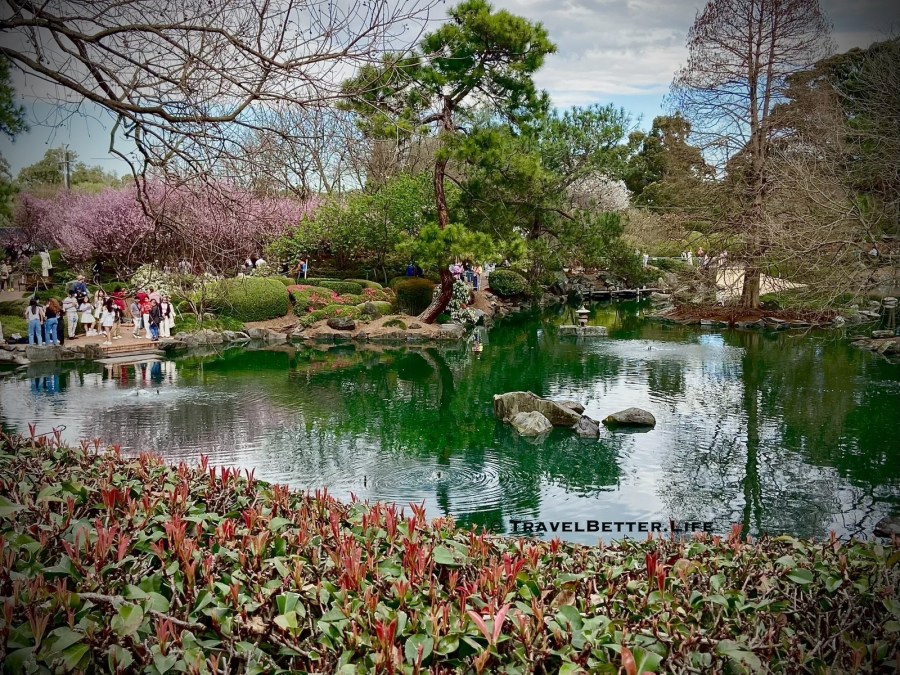 image of a small lake within the gardens, surrounded by low ground cover plants and medium high trees. To the left is a pink cherry blossom in bloom and in the water are some soft-edged stones. 