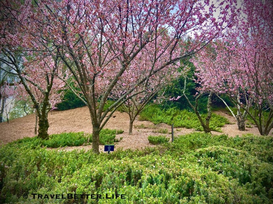 image of cherry blossom trees against a soft hill side in the auburn botanic gardens