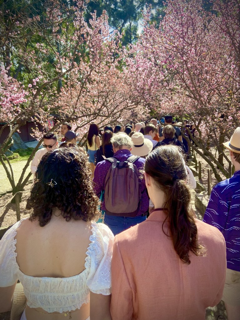 image of a crowd of people slowly walking along the cherry blossom trail in the auburn botanic gardens. There are small trees with pink blossom on both sides of the walkway creating a natural arch for people to walk under. 