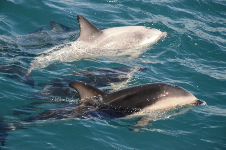 photo of dolphins swimming through the water